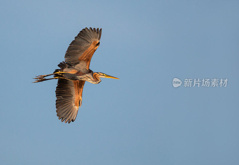 飞天紫鹭(Ardea purpurea)